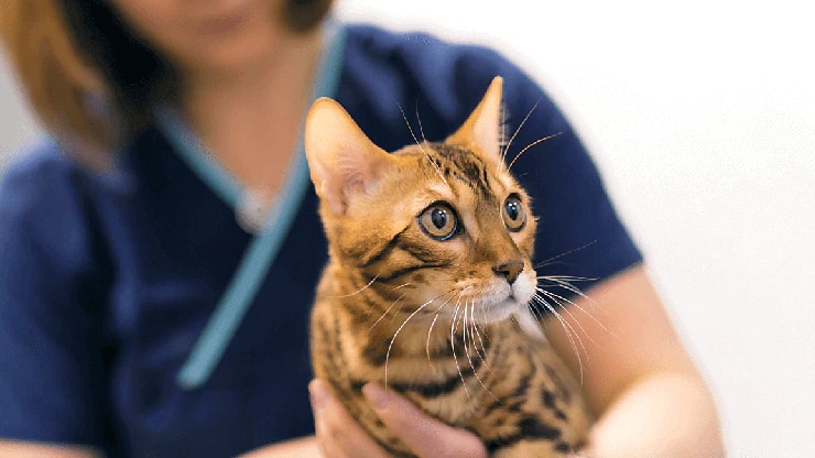 Animal Health Europe